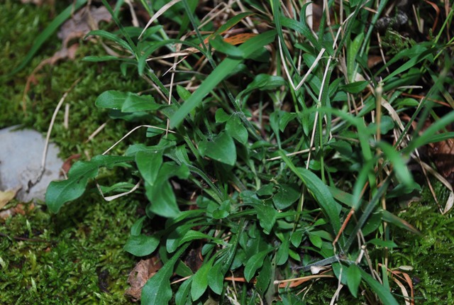 Silene italica